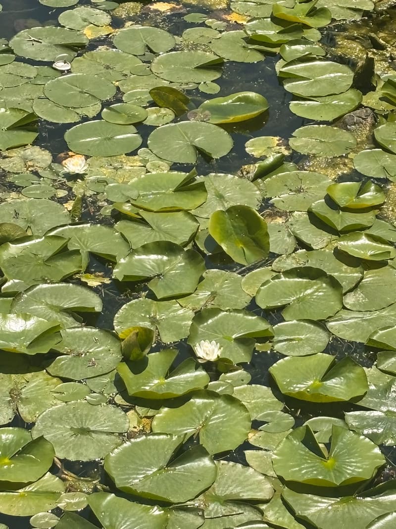 A tributary covered in lily pads, with a nesting box on a post and forest on both banks