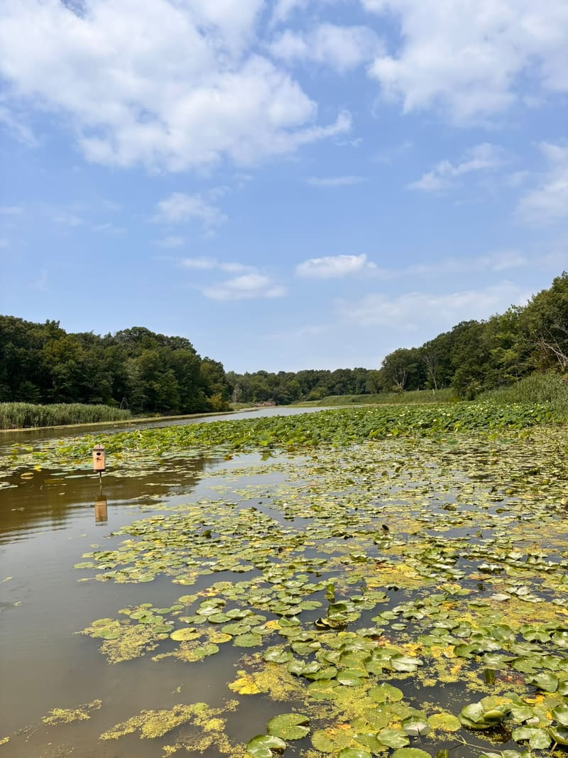 Close-up of lily pads and two white water lilies
